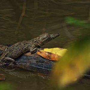 Carara Park Aligator