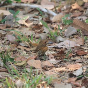 Carara Park Birds