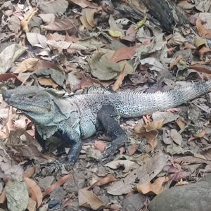 Carara Park Iguana