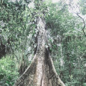 Carara Park Trees