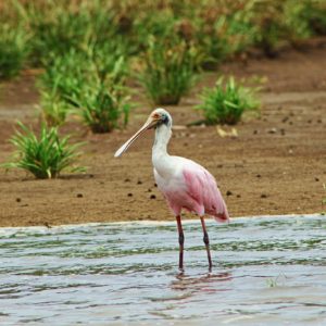 Carara Park Water Birds