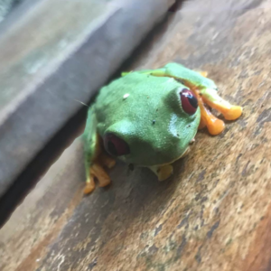 Red Eyes Frog